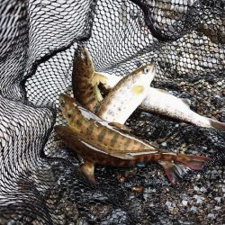 解禁日だより ’19