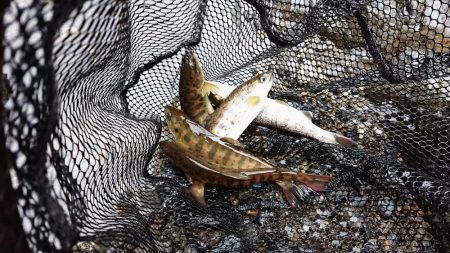 解禁日だより ’19