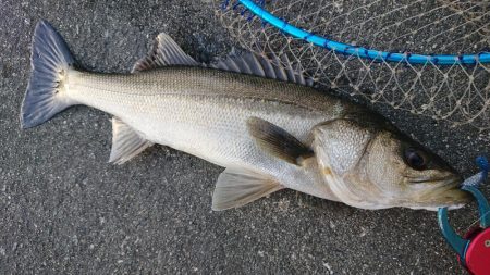 雨上がりの夕練