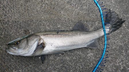 仕事帰りのシーバスハンティング