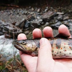アマゴ釣り Vo,2