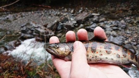 アマゴ釣り Vo,2