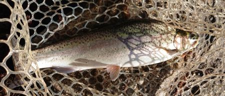 激難！朽木渓流魚センター 釣果。