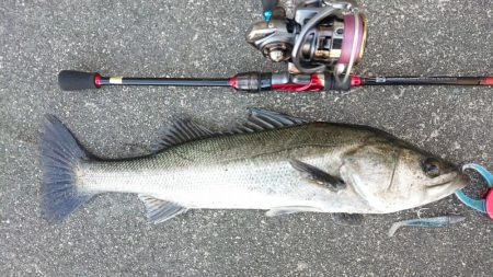 いつものデイゲームシーバス調査