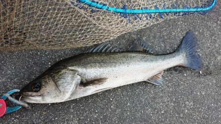 にわか雨の寒い夕練