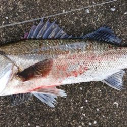 夕練シーバス調査