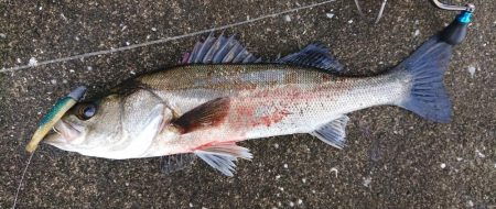 夕練シーバス調査