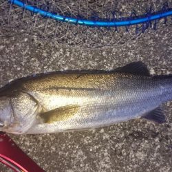 バスフィッシングからナイトシーバスゲーム