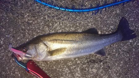 バスフィッシングからナイトシーバスゲーム