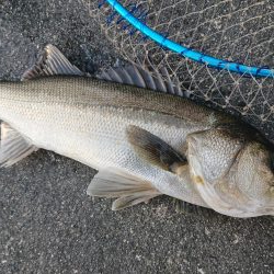 船際パターンでシーバスキャッチ♪