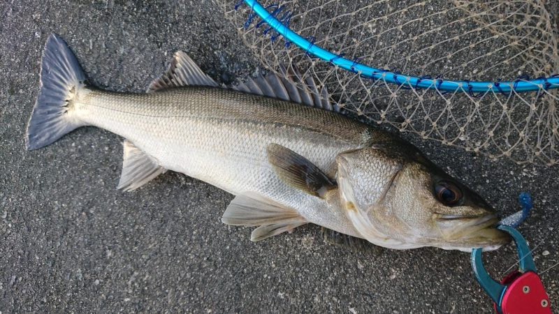 船際パターンでシーバスキャッチ♪