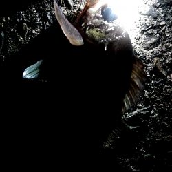 サビキ釣りで、アジ釣れました!!