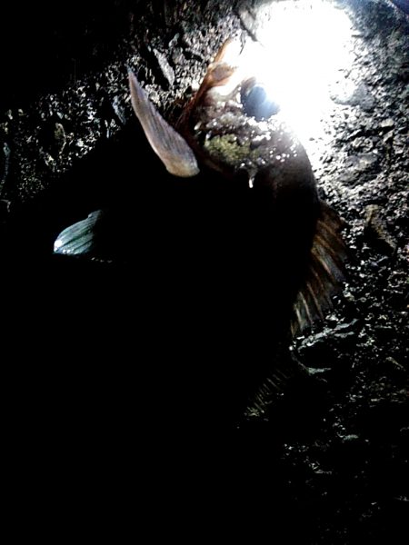 サビキ釣りで、アジ釣れました!!