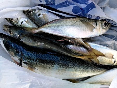 サビキ釣りで、サバとアジ釣れました!!