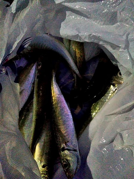 アジングに挑戦中!!