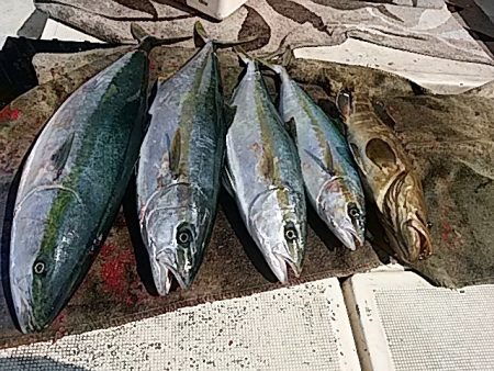 大物釣果速報！●光義丸：平戸市早福港