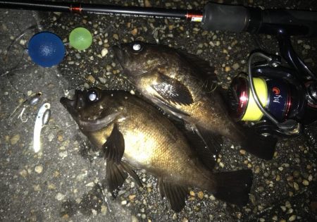 メバルはどこか行ってしまったのか