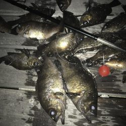 「今日は釣れるでー」と