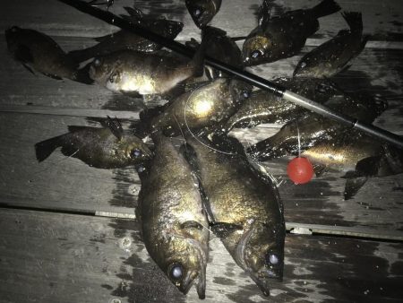 「今日は釣れるでー」と