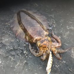 椿でエギング春イカ調査