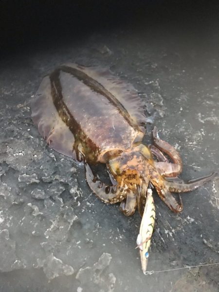 椿でエギング春イカ調査