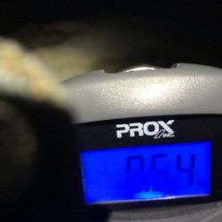 大ウネリでエギング湾奥にアオリイカ