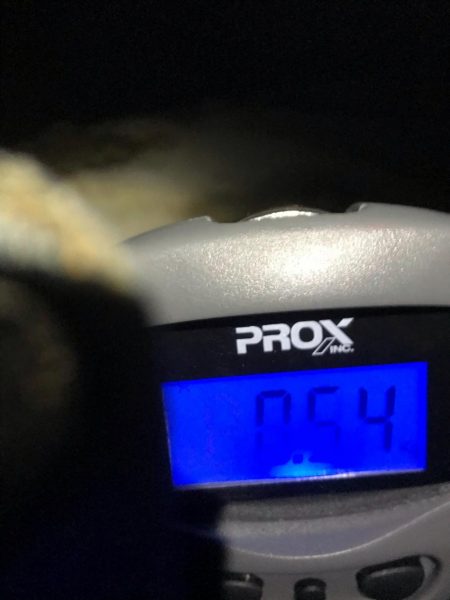 大ウネリでエギング湾奥にアオリイカ