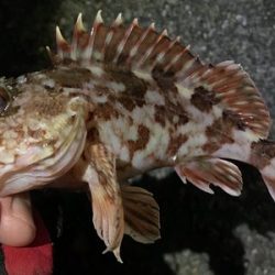 久しぶりの釣り