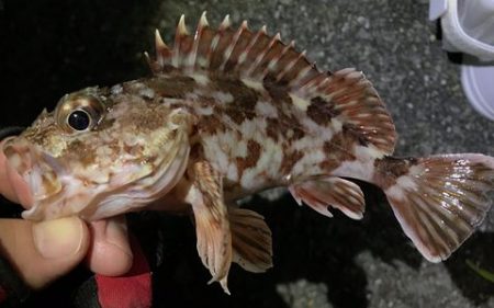 久しぶりの釣り