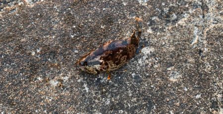 デイメバリング