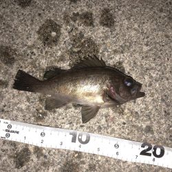 メバリングなんとか1匹