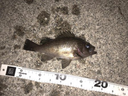 メバリングなんとか1匹