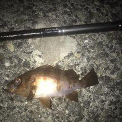 ガシラ・メバル