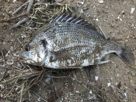 甲子園浜でキビレ釣り