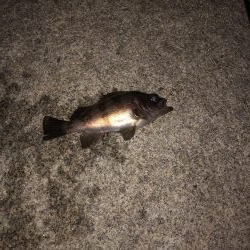 最強の虫ヘッド