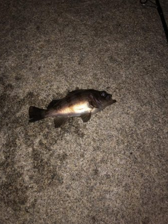 最強の虫ヘッド