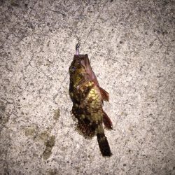 メバリングでタコゲット