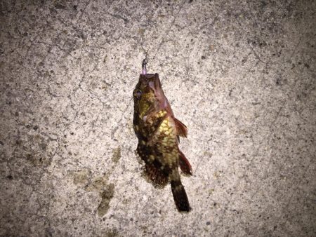 メバリングでタコゲット