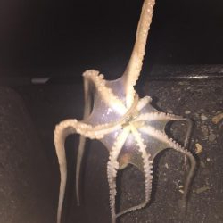 全く釣れず(๑˃̵ᴗ˂̵)タコ様さま