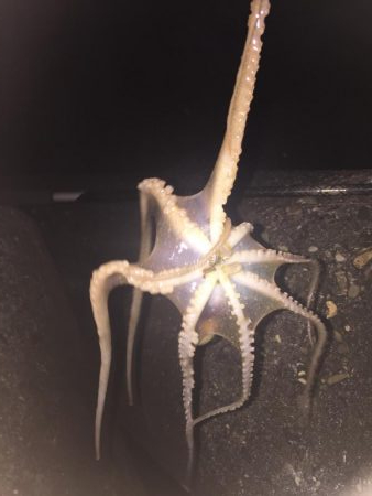 全く釣れず(๑˃̵ᴗ˂̵)タコ様さま