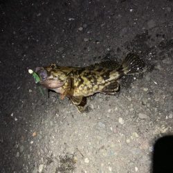 とびだせメバルちゃん~ガッシーを添えて~