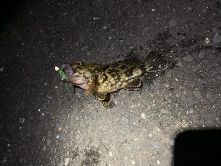 とびだせメバルちゃん~ガッシーを添えて~