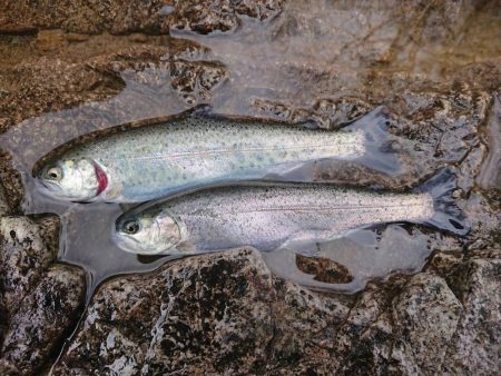 揖保川ニジマスばっかり