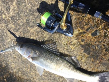 天神川河口調査