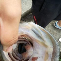 ブルフラットで50up！