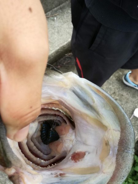 ブルフラットで50up！