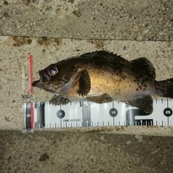 いつもの場所でデカメバル