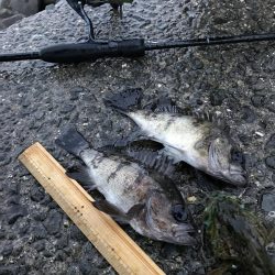 みんなでメバル