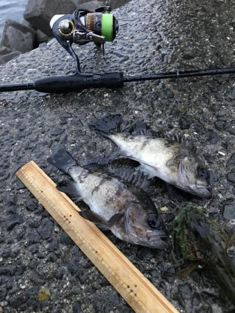 みんなでメバル