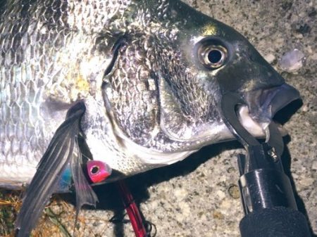 シーバス調査がチヌ高反応